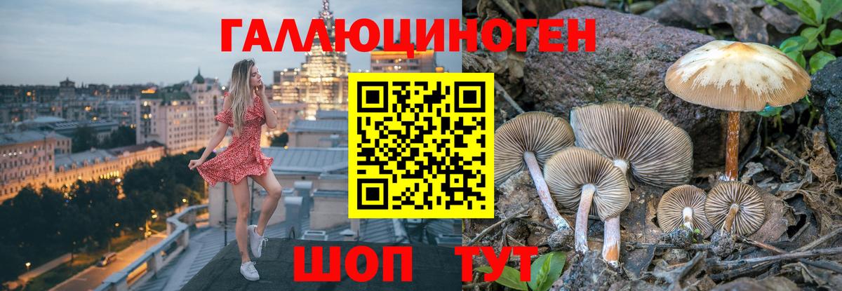 Псилоцибиновые грибы Psilocybine cubensis Амурск
